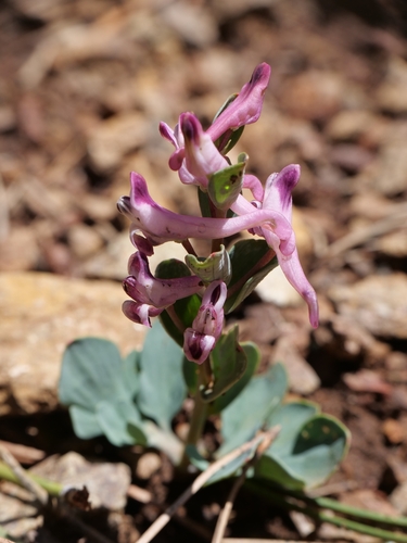 Corydalis rutifolia, photograph 6