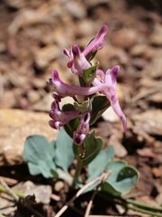 Corydalis rutifolia, photograph (c) Marios Thoma, some rights reserved (CC BY)