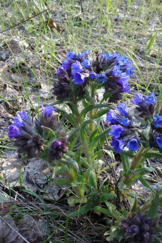 Pulmonaria angustifolia, photograph 5
