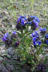 Pulmonaria angustifolia, photograph (c) Aleksei Baushev, some rights reserved (CC BY)