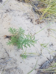 Erigeron blochmaniae
