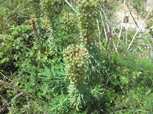Euphorbia characias