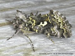 Syngrapha alias