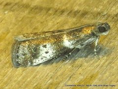 Acrobasis vaccinii