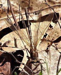 Phanogomphus lividus