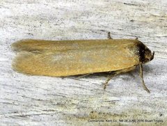 Holcocera immaculella