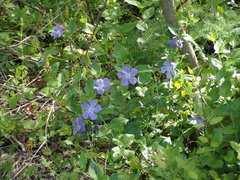 Vinca major