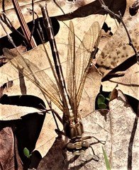 Phanogomphus lividus