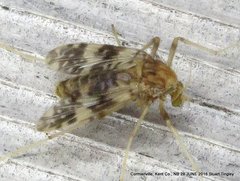 Psectrotanypus dyari