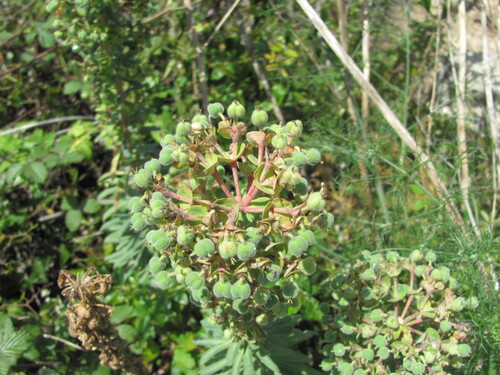 Euphorbia characias