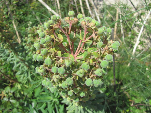 Euphorbia characias