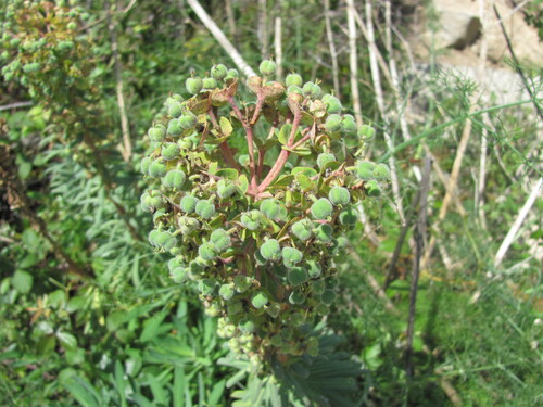 Euphorbia characias