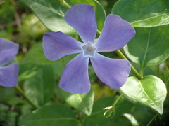 Vinca major
