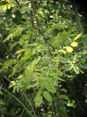 Robinia pseudoacacia