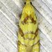 Phtheochroa vitellinana - Photo 由 Stuart Tingley 所上傳的 (c) Stuart Tingley，保留部份權利CC BY-NC