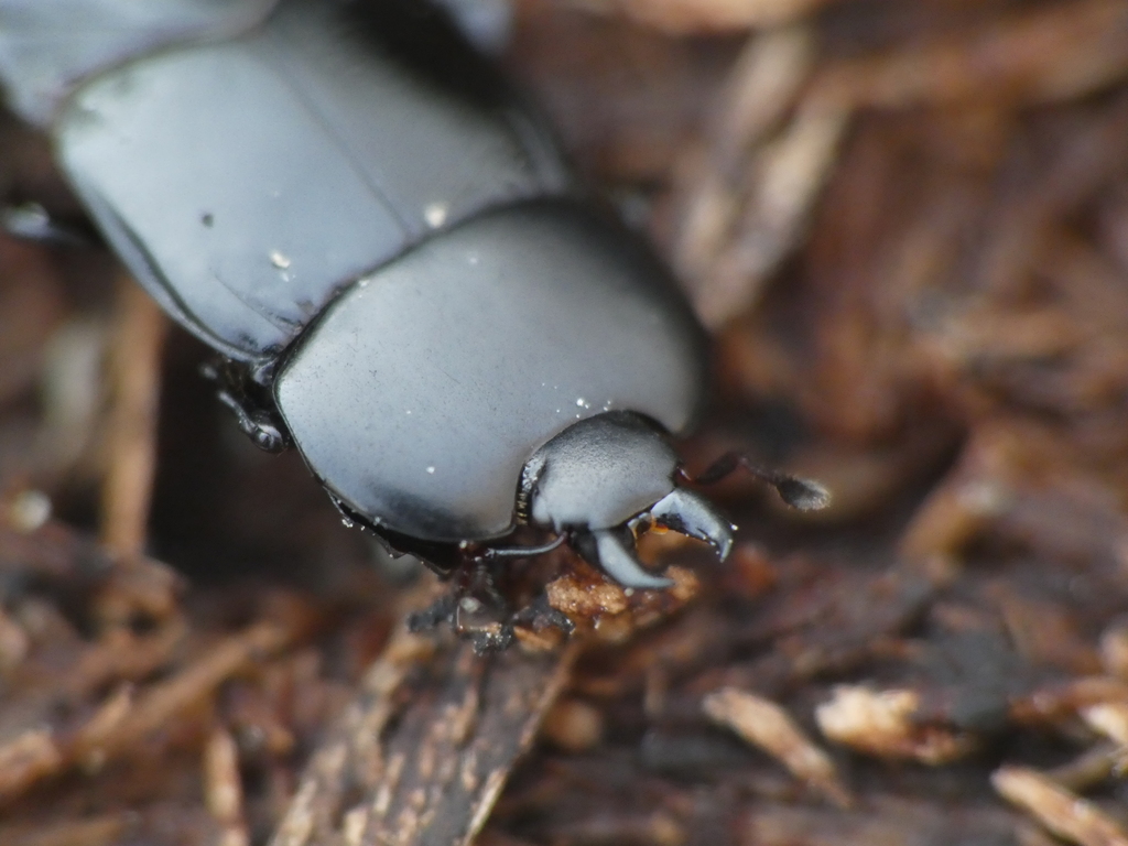 Hololepta
