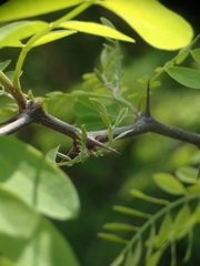Robinia pseudoacacia