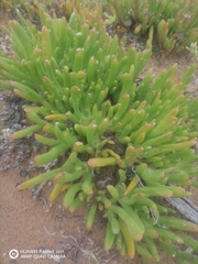 Living Carpet (Glottiphyllum difforme)