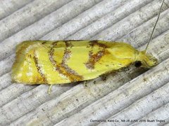 Phtheochroa vitellinana