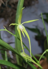 Prosthechea rhynchophora