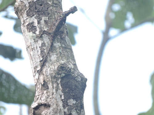 Crested Gliding Lizard, Draco fimbriatus