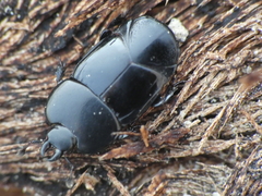 Hololepta plana