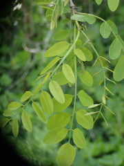 Robinia pseudoacacia