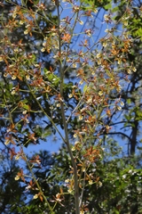 Prosthechea michuacana