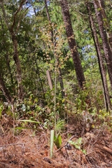 Prosthechea michuacana
