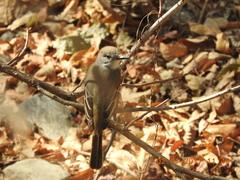 Myiarchus tyrannulus