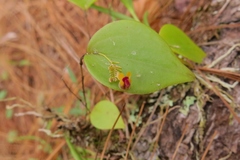 Lepanthes appendiculata