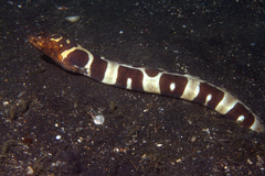 Napoleon Snake Eel photo 3