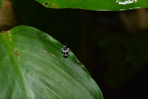 Demimaea luctuosa