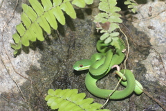 Trimeresurus insularis