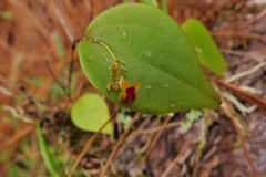 Lepanthes appendiculata