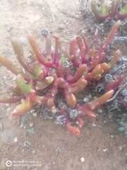 Glottiphyllum difforme, photograph author not stated, no rights reserved