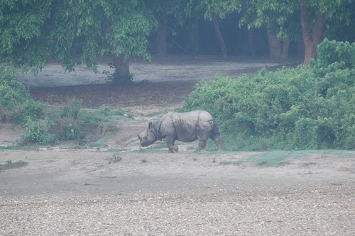Indian rhinoceros