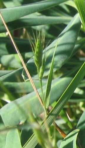 Brachypodium distachyon, photograph 4