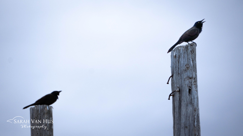 Common Grackle