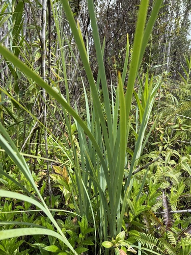 Machaerina mariscoides observed 2026-05-09