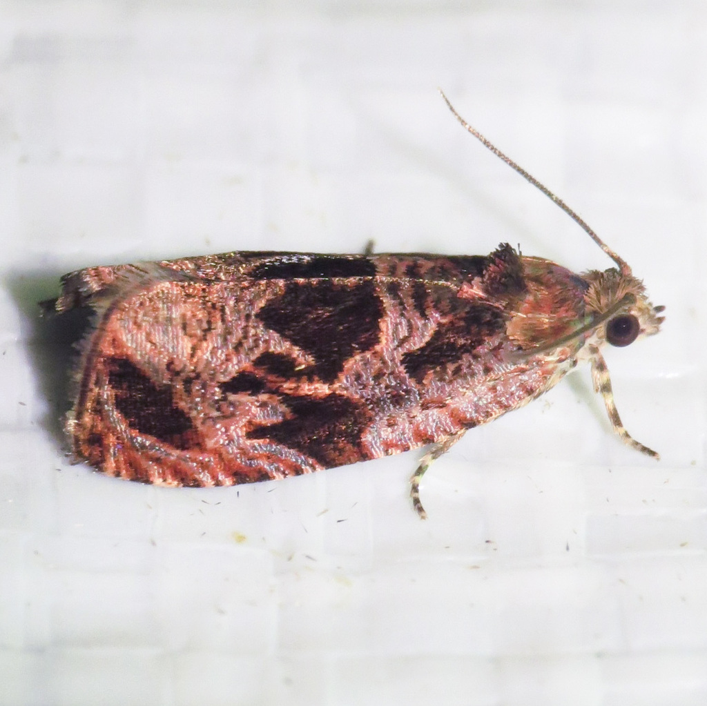 Olethreutes melanomesum