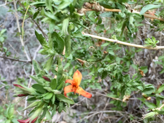 Anisacanthus thurberi