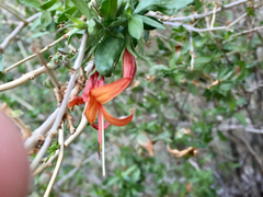 Anisacanthus thurberi
