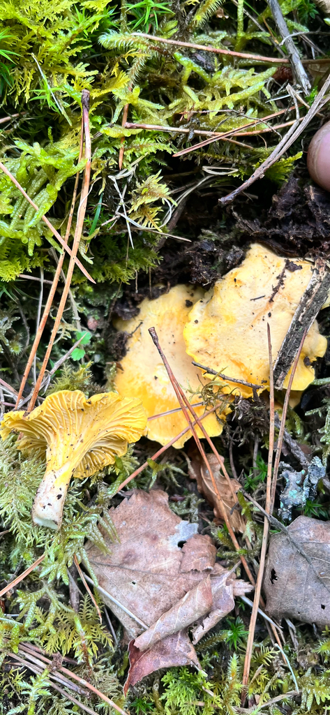 Cantharellus cibarius · May 2026 · photo: © daniel_castanhal (iNaturalist, cc-by)