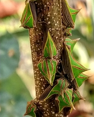 Umbonia spinosa