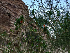 Anisacanthus thurberi