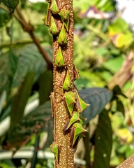Umbonia spinosa