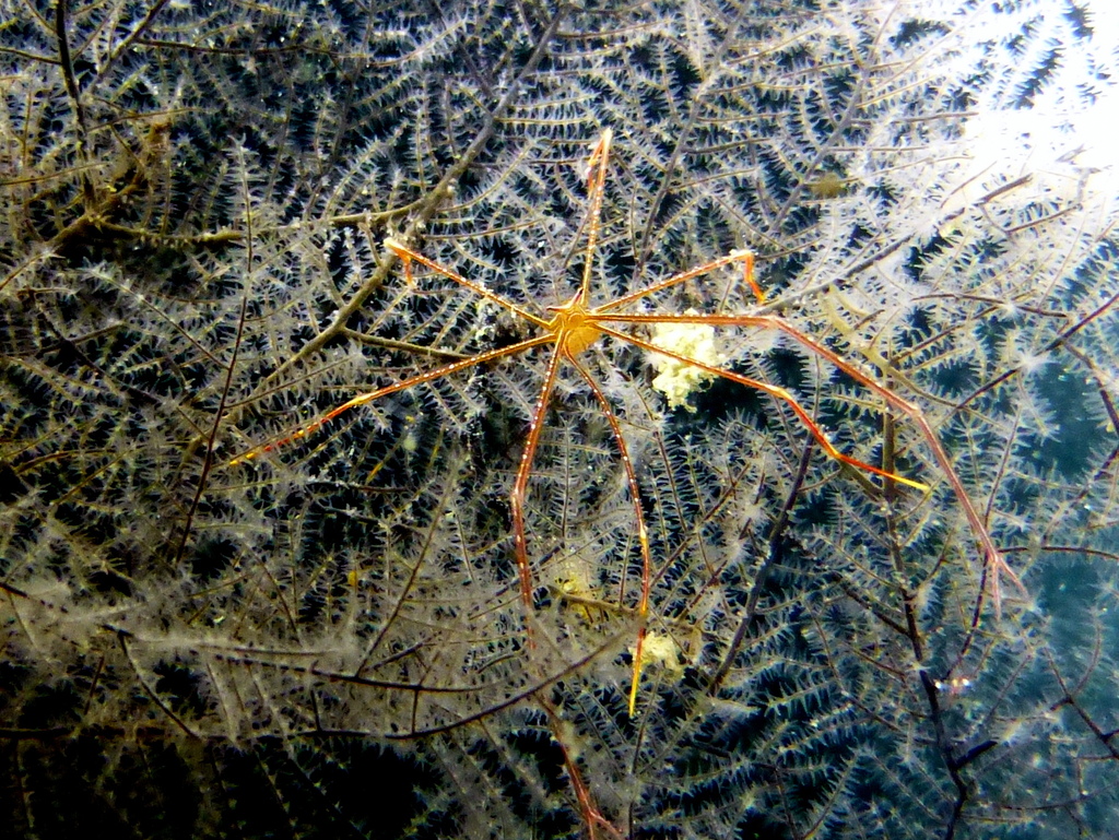 Chirostylus dolichopus