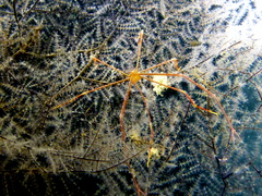 Inachoididae