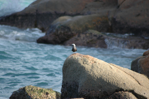iNaturalist image